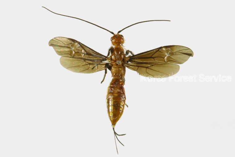 곤충이미지