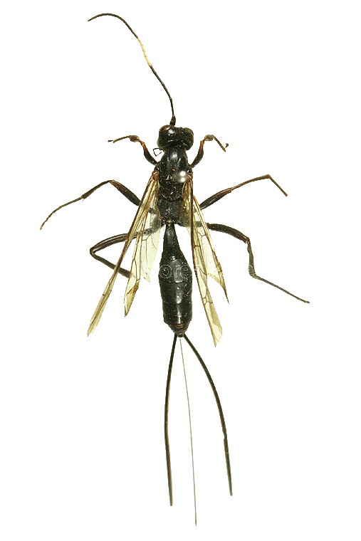 곤충이미지