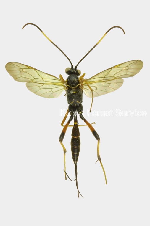 곤충이미지