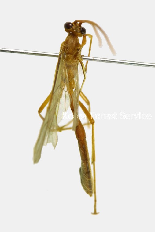 곤충이미지