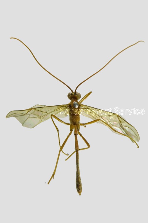 곤충이미지