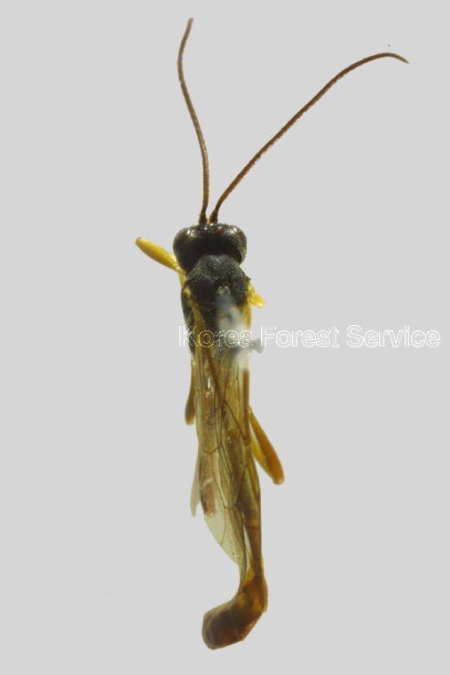 곤충이미지