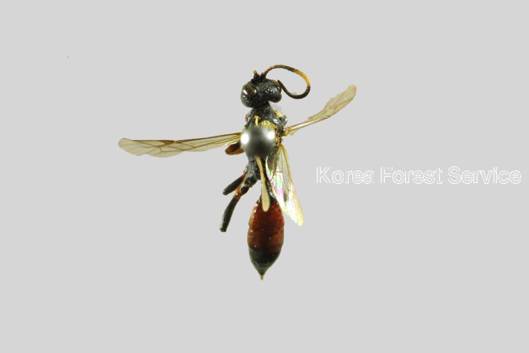 곤충이미지