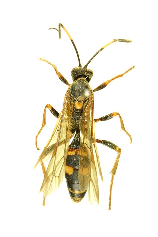 곤충이미지