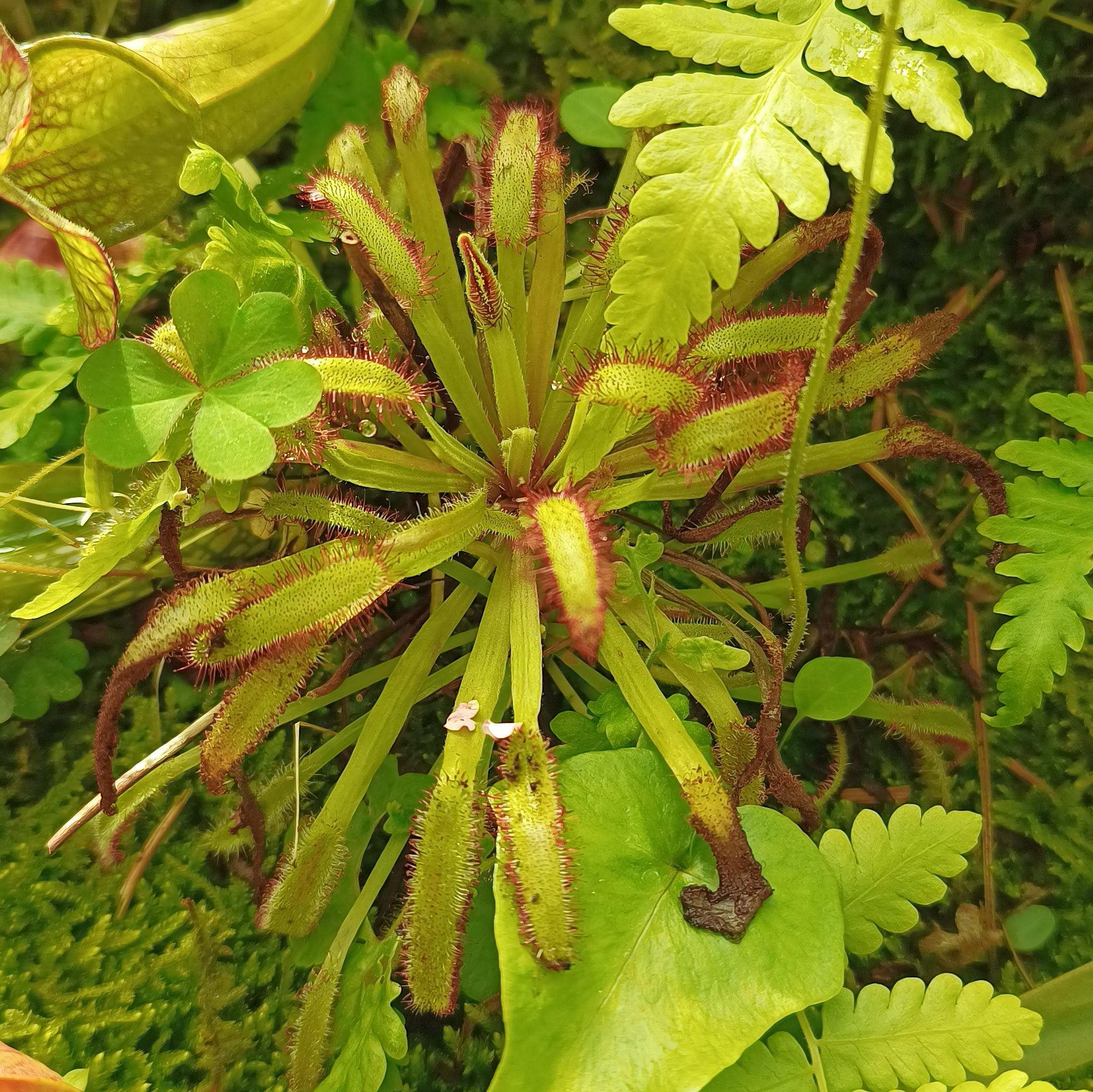식물이미지
